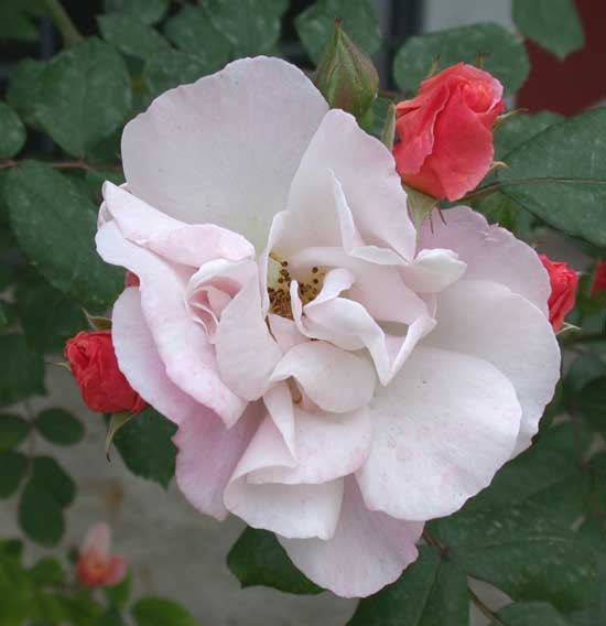 Rosa Clair Matin.